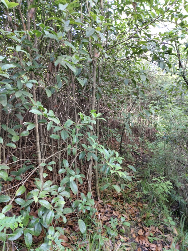 桂花树苗