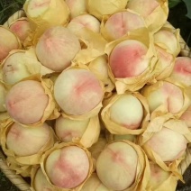奉化水蜜桃
