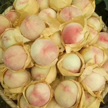 奉化水蜜桃