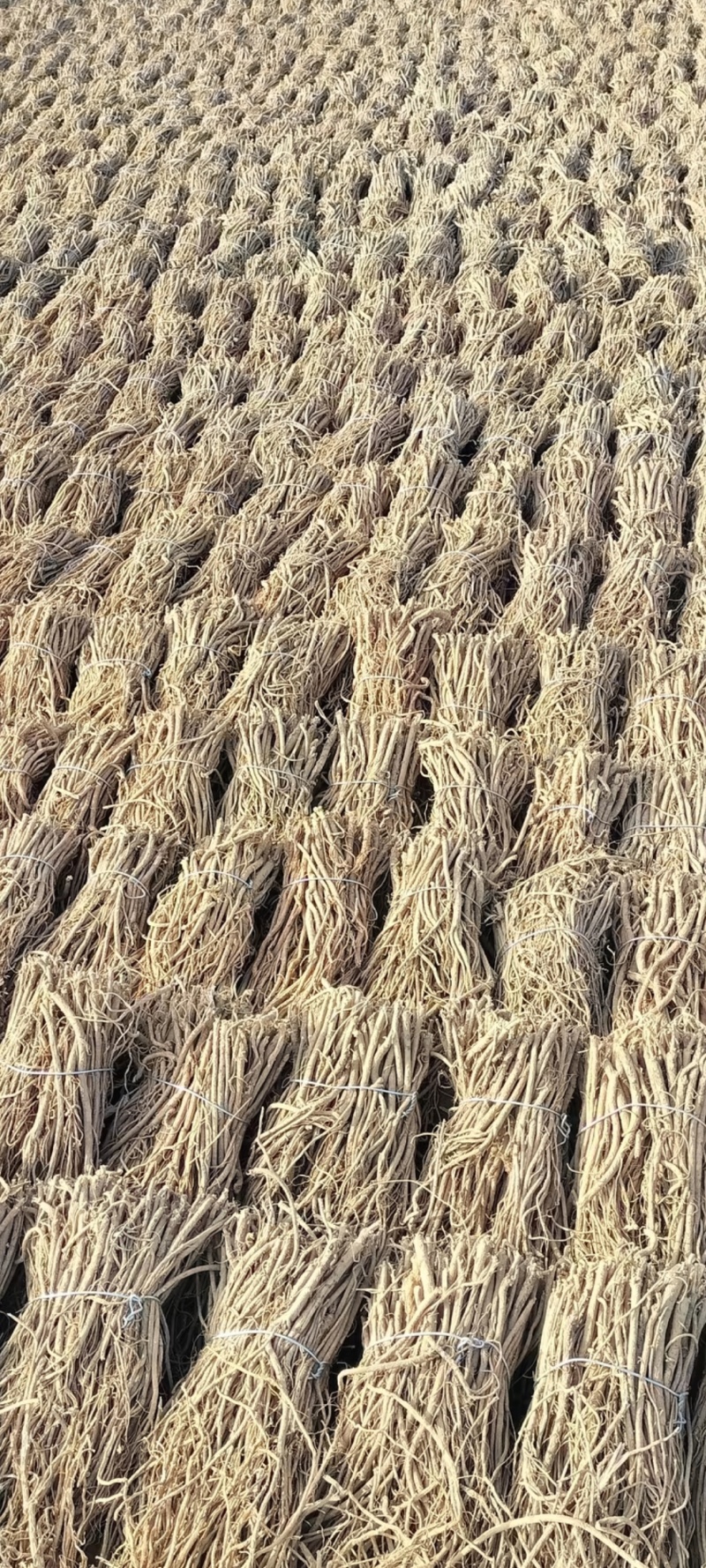 欢迎电话咨询原产地直接供应各种规格黄芪