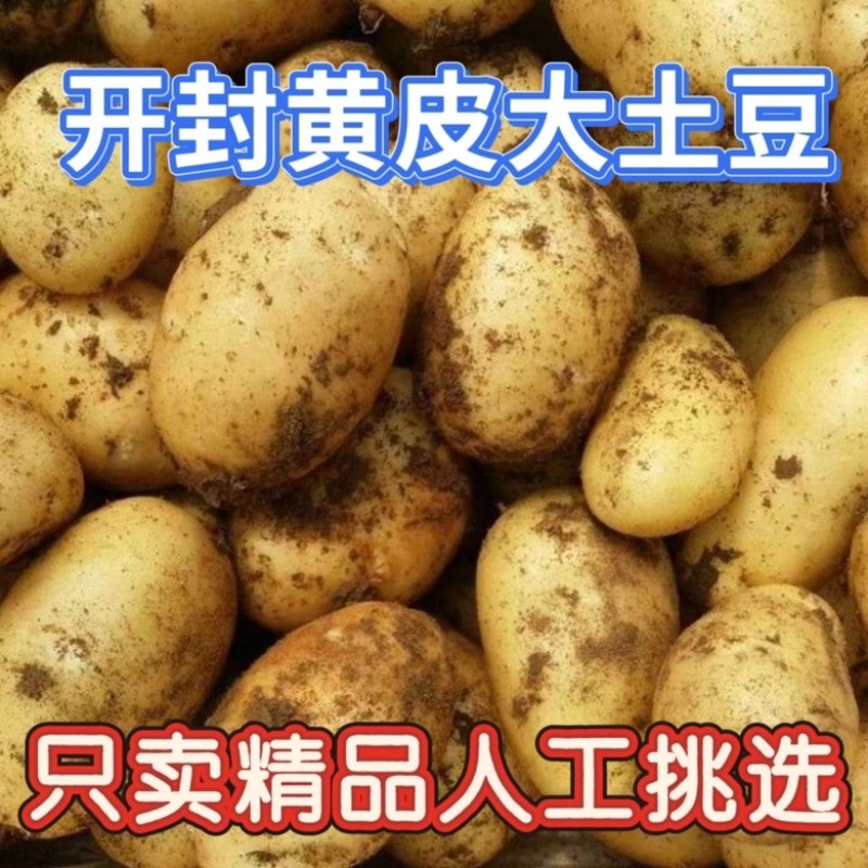 开封通许万亩土豆基地，大量有货，整车发货，欢迎咨询