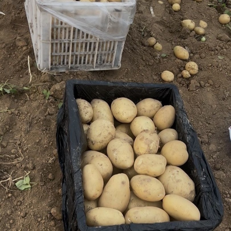 开封通许万亩土豆基地，大量有货，整车发货，欢迎咨询