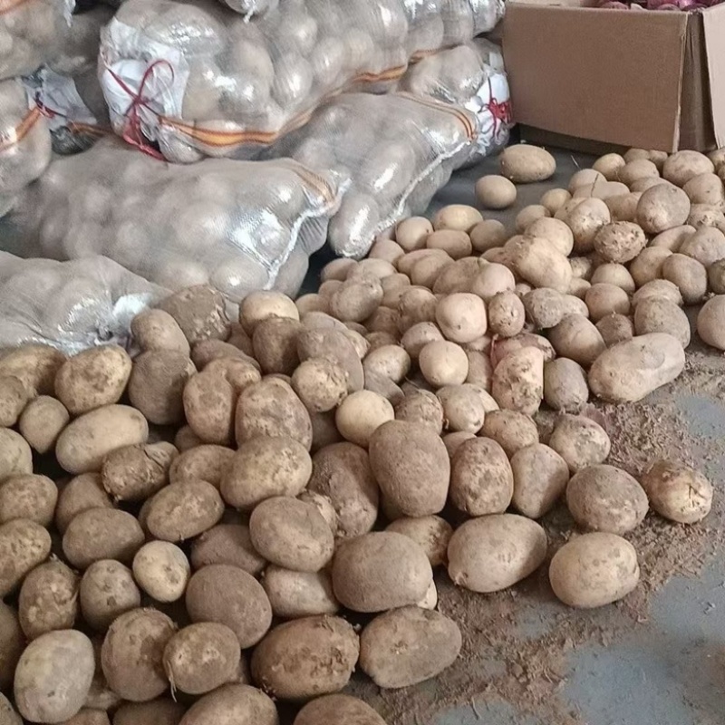开封通许万亩土豆基地，大量有货，整车发货，欢迎咨询