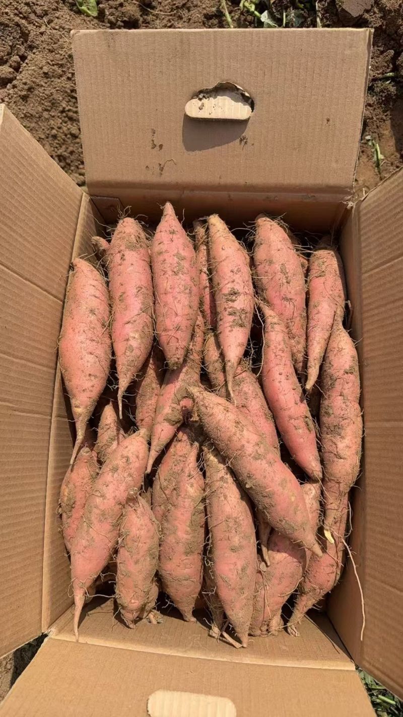 烟薯25大量上市质量上乘产地直发全国发货