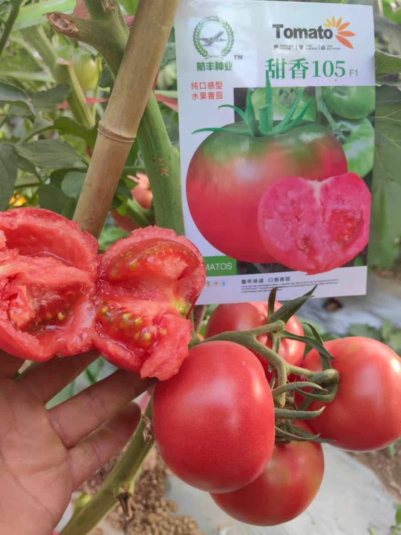甜香105水果番茄种子口感型西红柿种子无限生长型糖分高