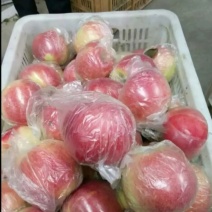 嘎拉苹果美八苹果鲁丽苹果大量上现采现摘大量有货