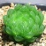 蛇年新款白仙子玉露组合植物盆栽新手好养活办公室内阳台创意花卉