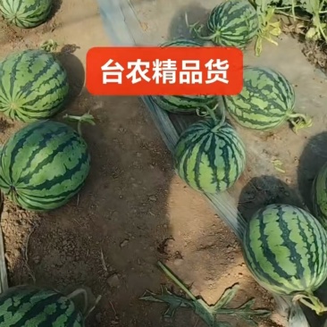 山西忻州美都无籽麒麟西瓜，大量有货