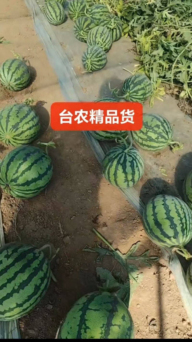 山西忻州美都无籽麒麟西瓜，大量有货