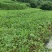 高海拔西瓜