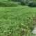 高海拔西瓜