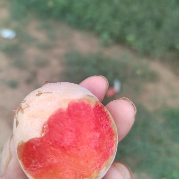 恐龙蛋李子！甜度高，果型好，个头大
