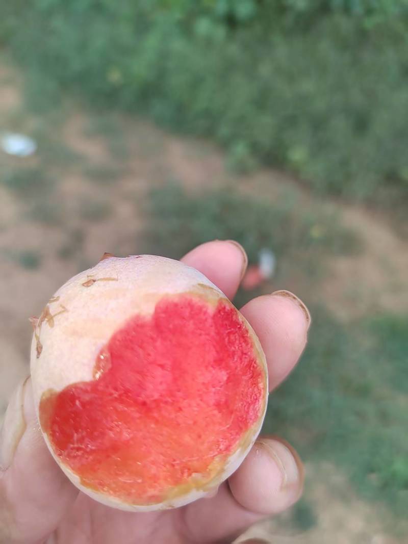 恐龙蛋李子！甜度高，果型好，个头大