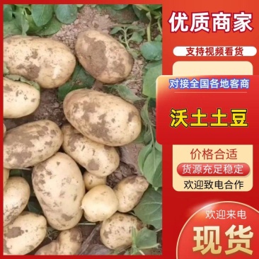 【精品土豆】沃土5号，v7土豆黄皮黄心开封通许土豆