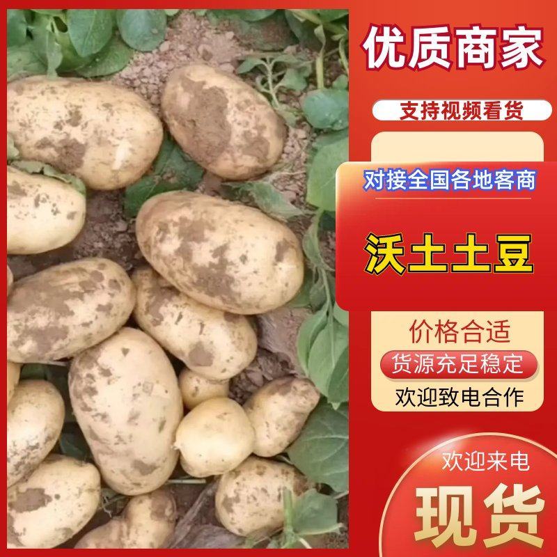 【精品土豆】沃土5号，v7土豆黄皮黄心开封通许土豆