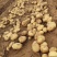 【精品土豆】沃土5号，v7土豆黄皮黄心开封通许土豆