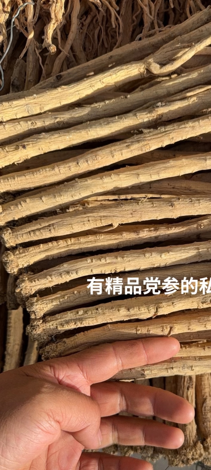 党参长条