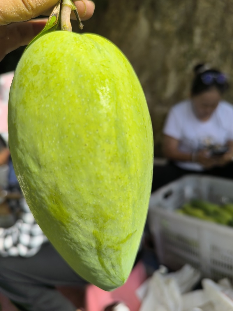 攀枝花的芒果