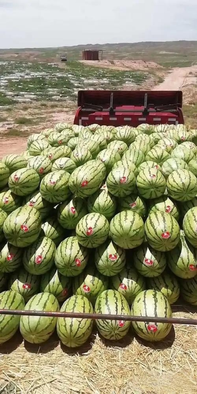 精品石头瓜，金花，