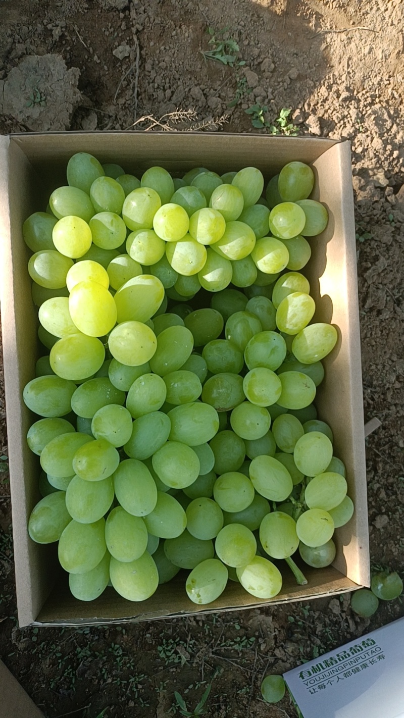 大量批发各种葡萄