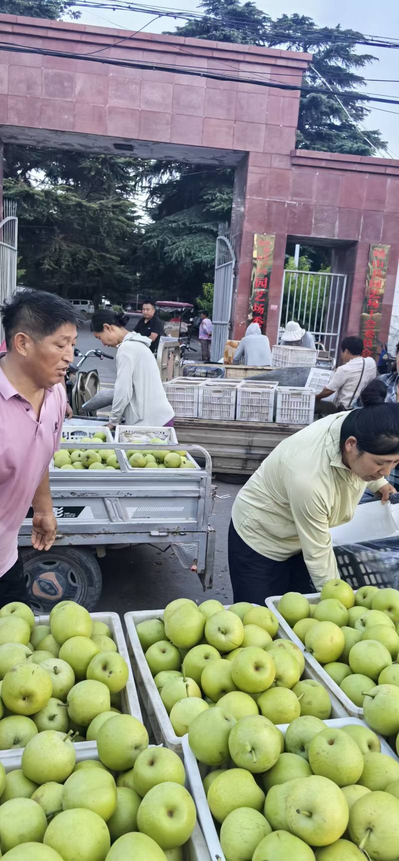 正宗砀山青皇冠梨各种梨品类齐全，全国代办供应链。
