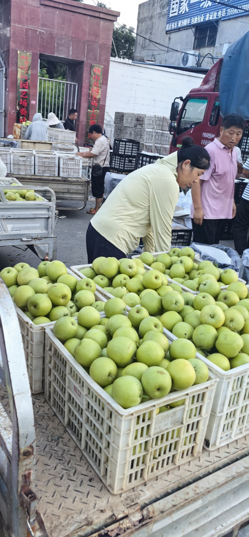 正宗砀山青皇冠梨各种梨品类齐全，全国代办供应链。