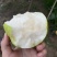 花皮翠玉梨砀山翠冠梨花皮梨