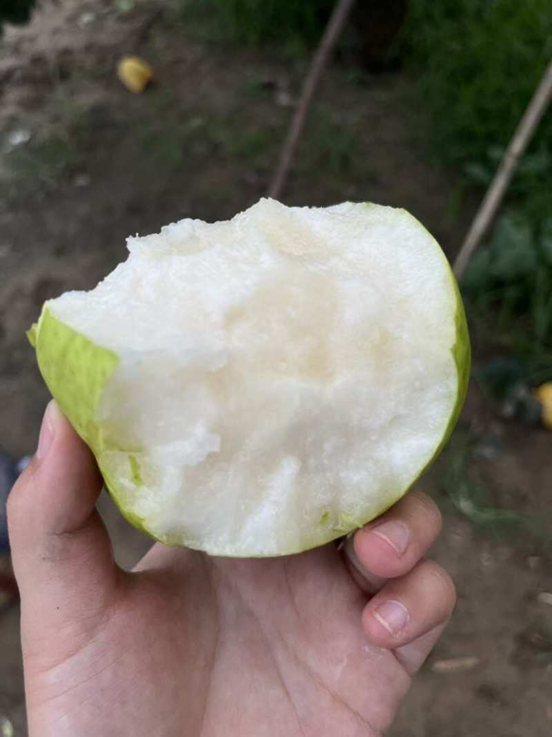 花皮翠玉梨砀山翠冠梨花皮梨
