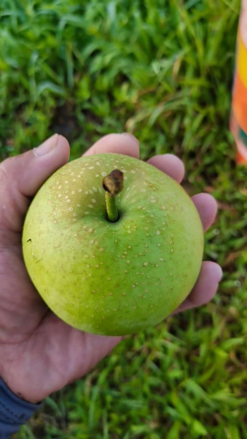 花皮翠玉梨砀山翠冠梨花皮梨