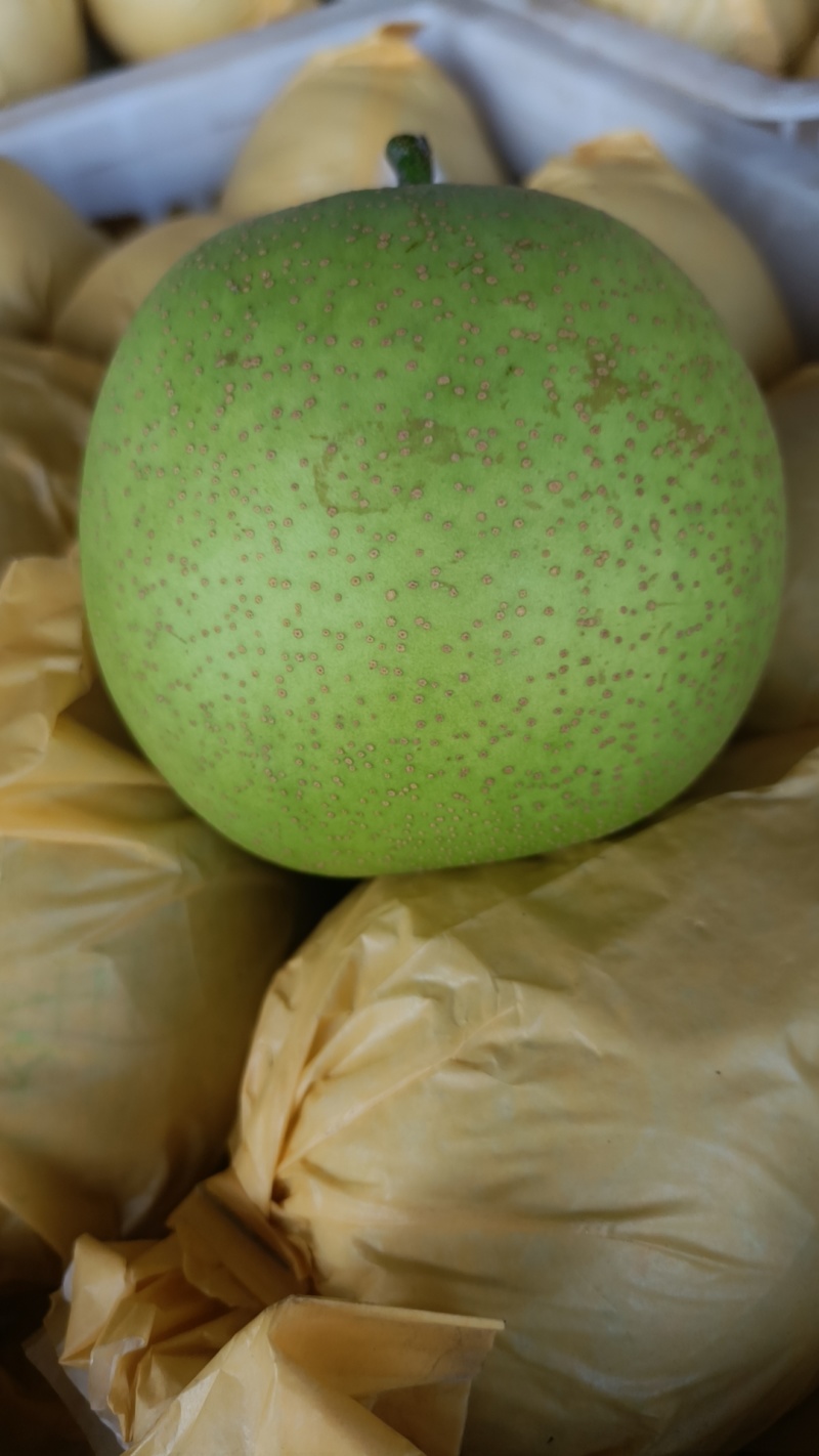 花皮翠玉梨砀山翠冠梨花皮梨