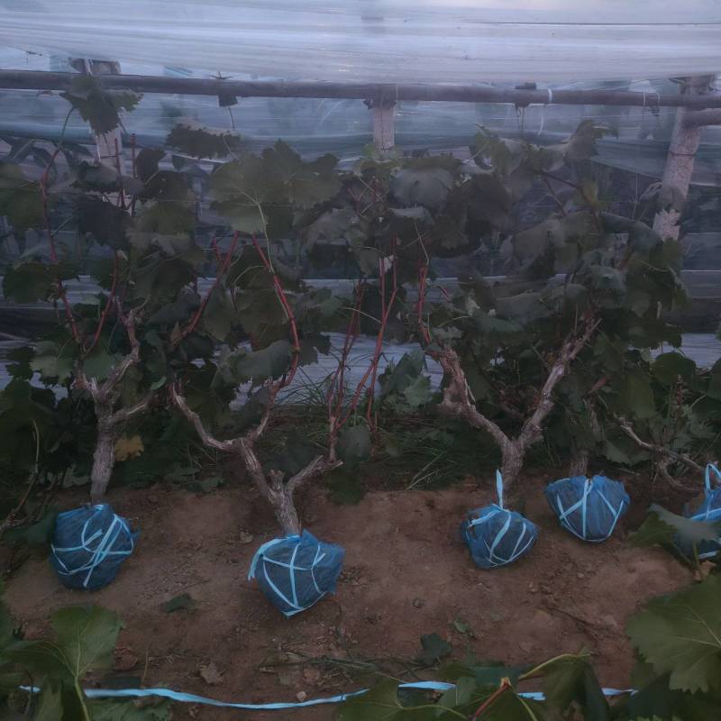 大量葡萄树清地