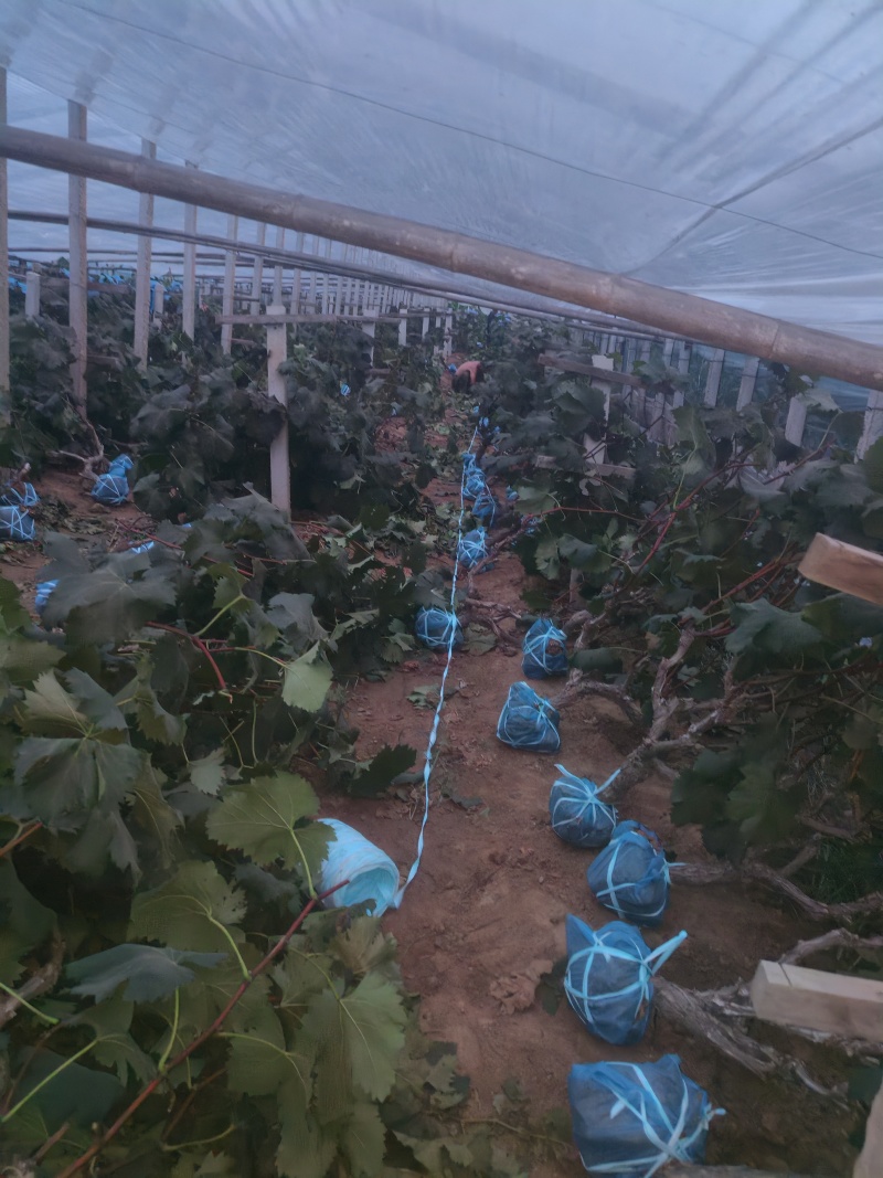 大量葡萄树清地