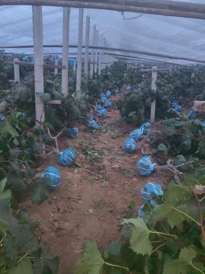 大量葡萄树清地