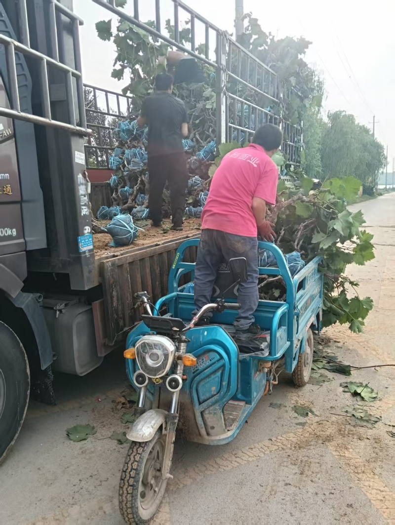 大量葡萄树清地