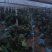 大量葡萄树清地