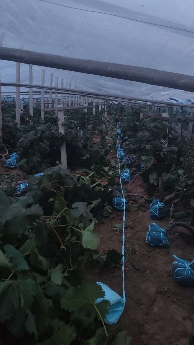 大量葡萄树清地