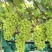 阳光玫瑰大量接单产地直发量大从优欢迎来电咨询