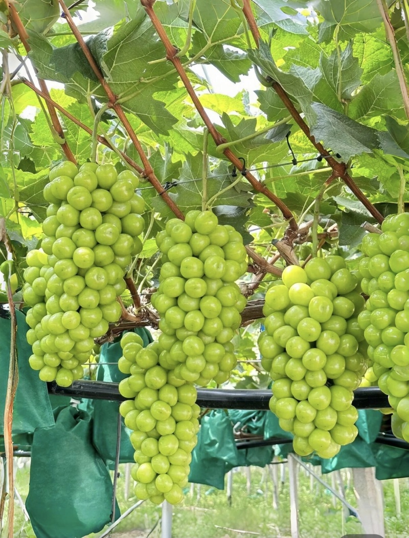 阳光玫瑰大量接单产地直发量大从优欢迎来电咨询