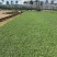 大叶油草巴西地毯草绿化草坪