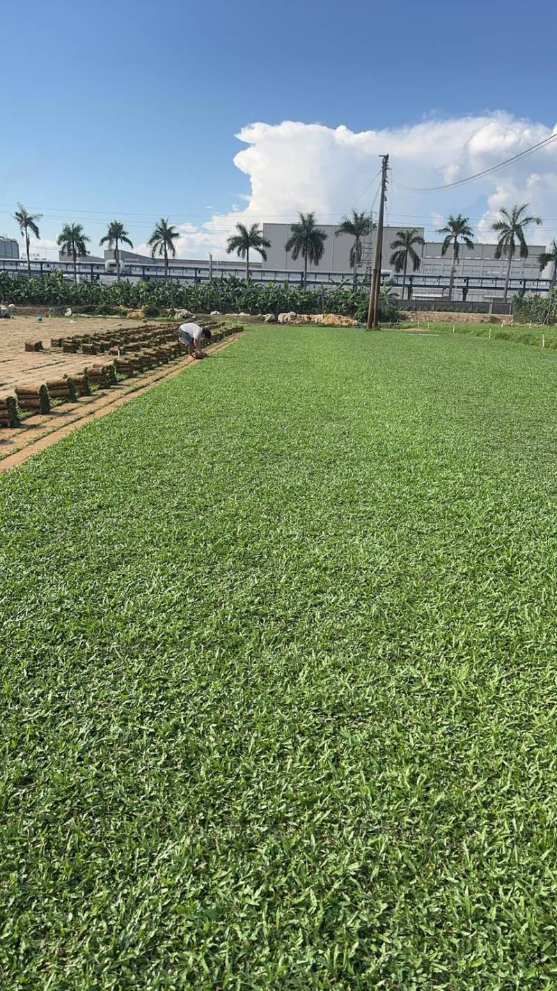 大叶油草巴西地毯草绿化草坪