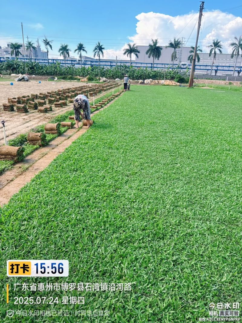 大叶油草巴西地毯草绿化草坪