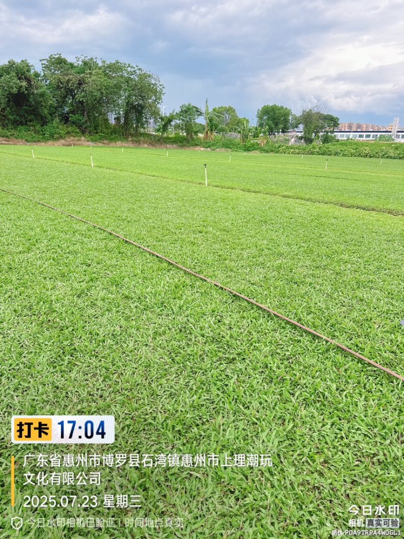 大叶油草巴西地毯草绿化草坪