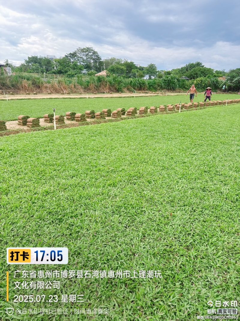 大叶油草巴西地毯草绿化草坪
