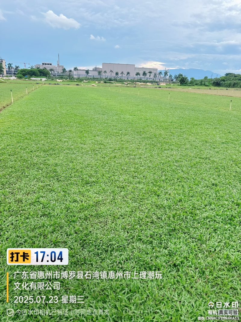 大叶油草巴西地毯草绿化草坪