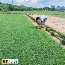 大叶油草巴西地毯草绿化草坪