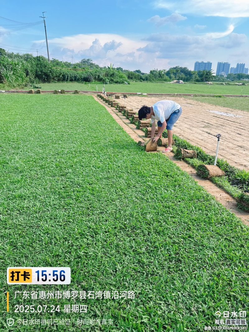 大叶油草巴西地毯草绿化草坪