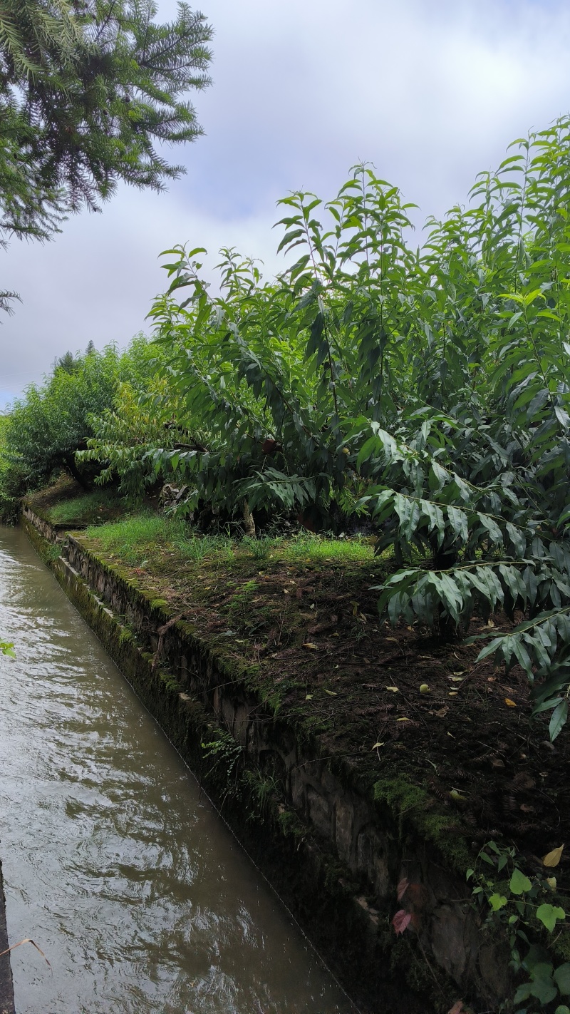 黄桃湖南自家果园黄桃基地