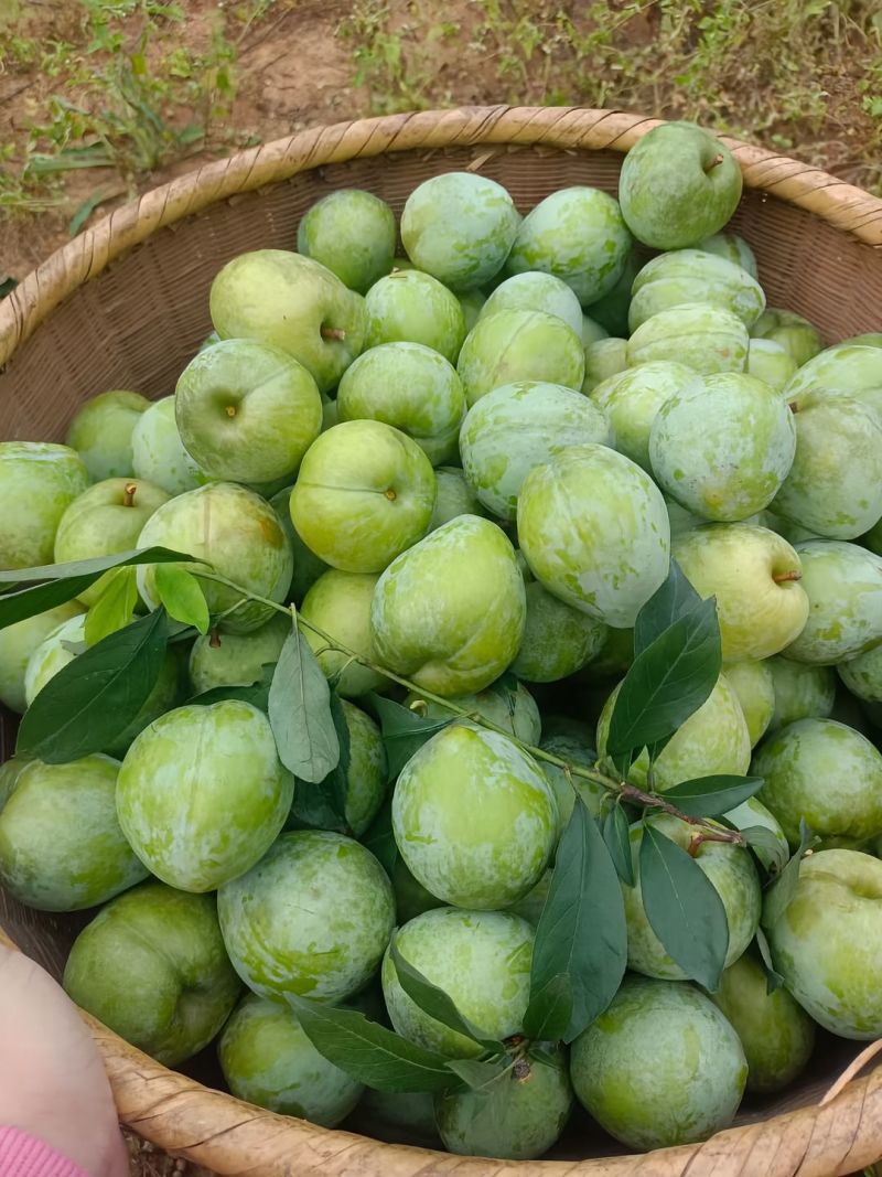 奈李，市场电商，大量上市，欢迎对接合作