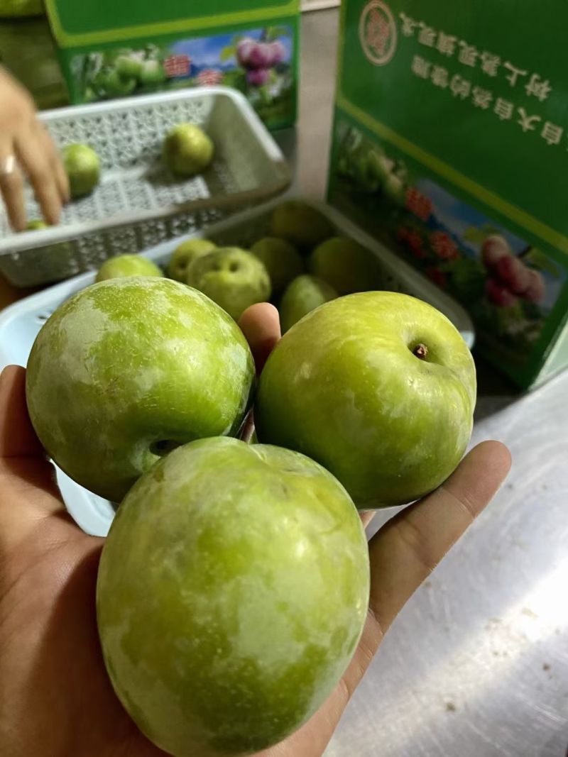 奈李，市场电商，大量上市，欢迎对接合作