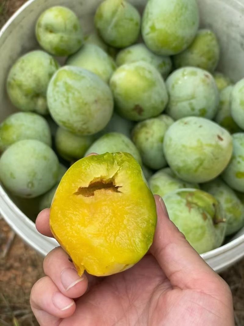 奈李，市场电商，大量上市，欢迎对接合作